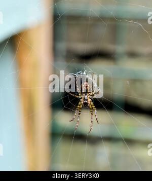 Close-up of the European Garden Spider, on it`s web. Stock Photo
